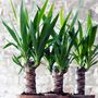 Voir la diapositive 4 : PLANT IN A BOX Pied d'éléphant - Set de 3 - Yucca elephantipes - Hauteur 50-60cm - ⌀14cm