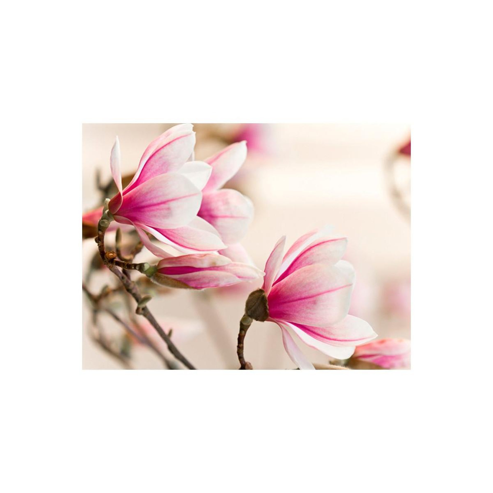 Voir la diapositive 2 : Paris Prix Papier peint  branch of magnolia tree