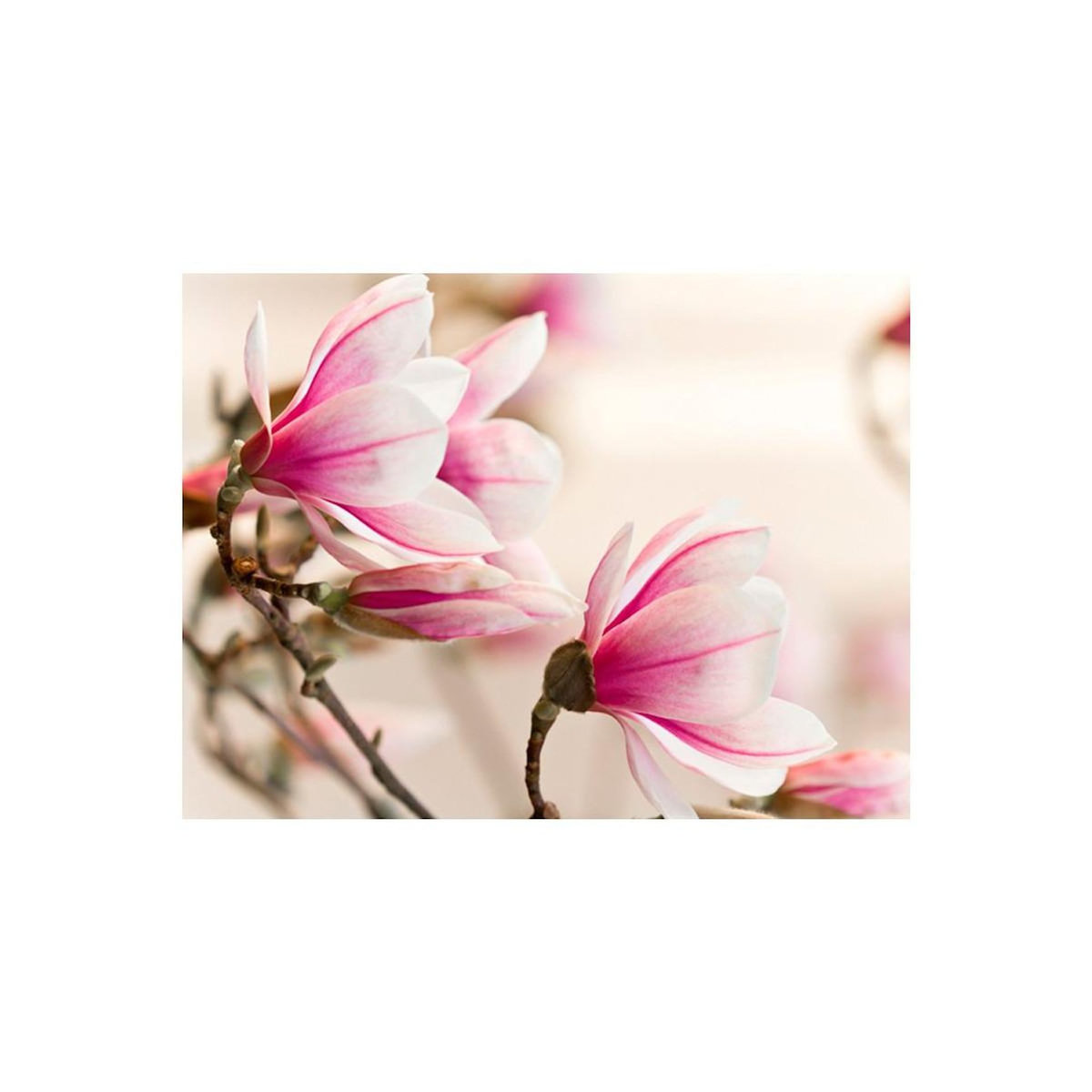 Paris Prix Papier Peint  Branch of Magnolia Tree
