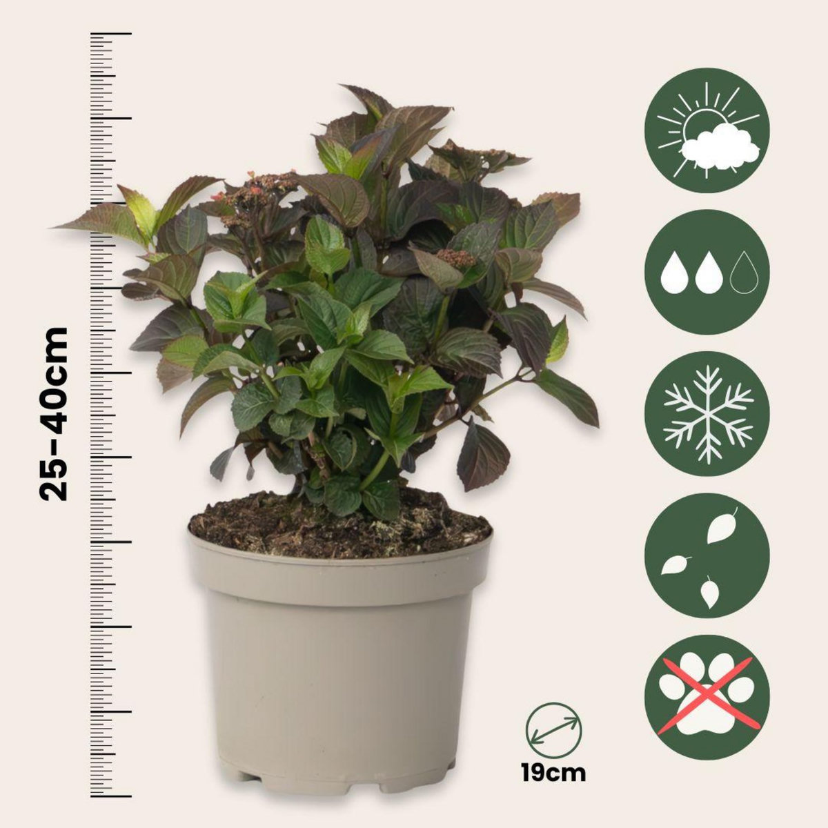 PLANT IN A BOX Hortensia - Hydrangea paniculata 'Dare Devil' - Hauteur 25-40cm - ⌀19cm