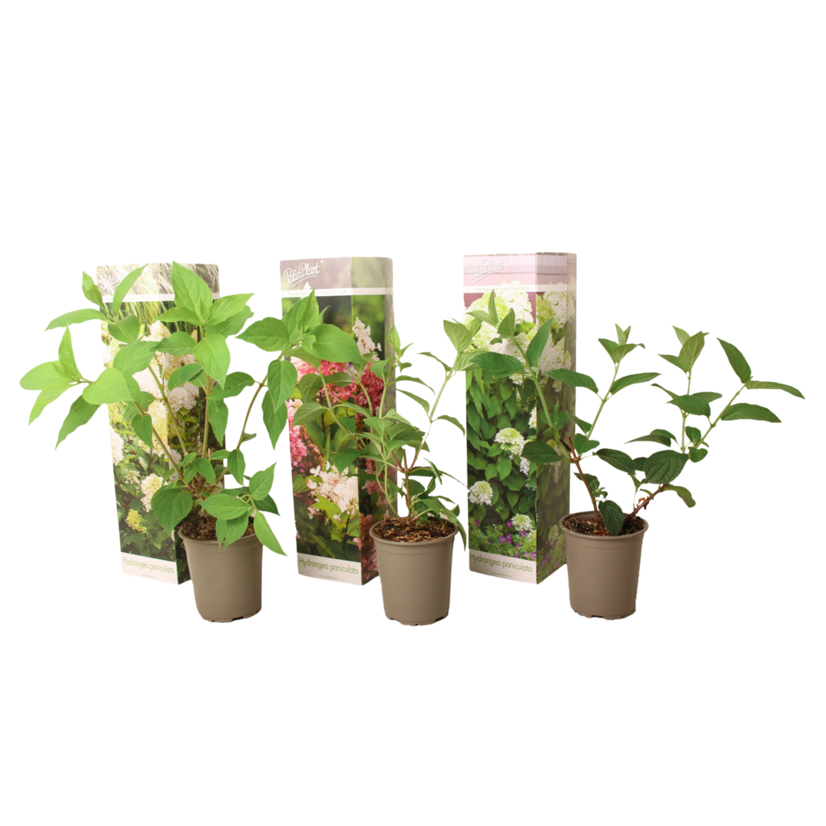 PLANT IN A BOX Hortensia - Set de 3 - Hortensia paniculata - Hauteur 25-35cm - ⌀9cm
