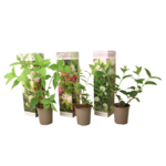 PLANT IN A BOX Hortensia - Set de 3 - Hortensia paniculata - Hauteur 25-35cm - ⌀9cm