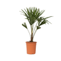 Voir la diapositive 1 : PLANT IN A BOX Palmier de Chine - Trachycarpus Fortunei - Hauteur 65-75cm - ⌀21cm