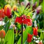 Voir la diapositive 4 : PLANT IN A BOX Fritillaire rouge - Set de 3 - Fritillaria rubra - Bulbes à fleurs - Orange