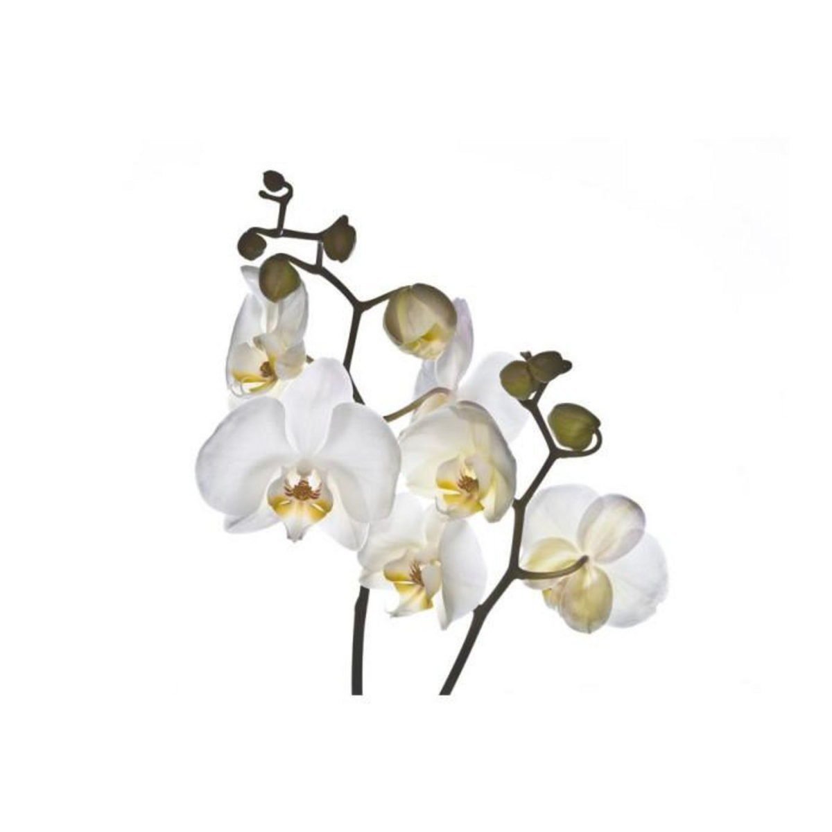 Paris Prix Papier Peint  Shyness