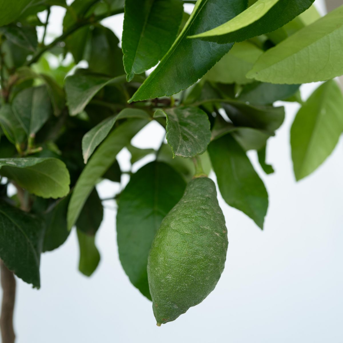 PLANT IN A BOX Citronnier - Citrus limon - Hauteur 60-70cm - ⌀19cm