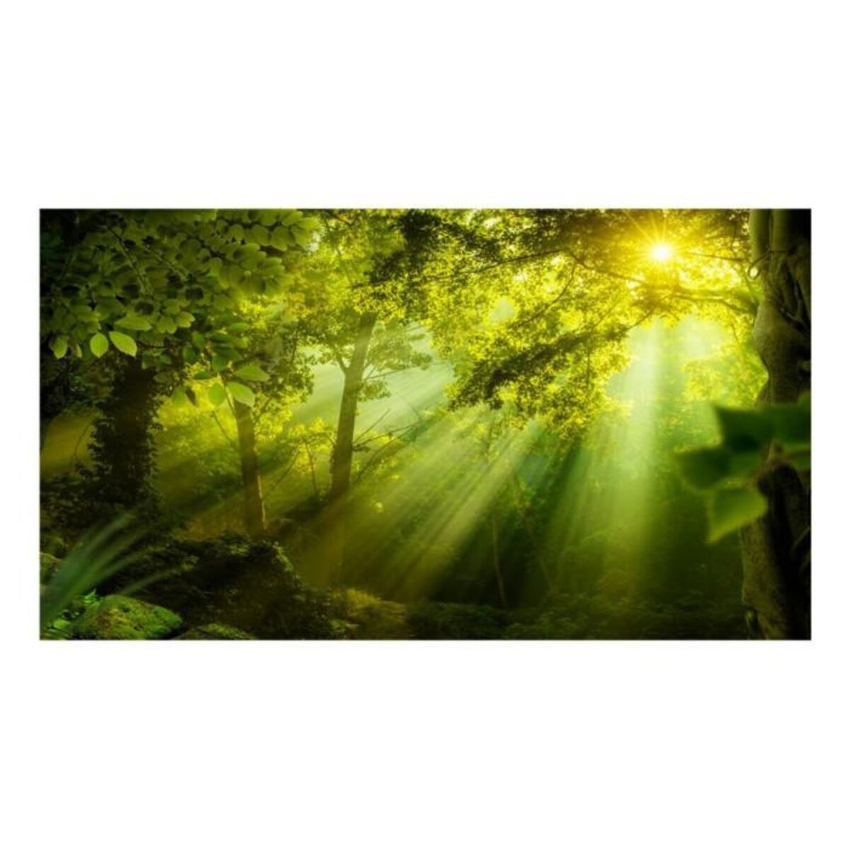 Paris Prix Papier Peint XXL  In a Secret Forest II  280x500cm