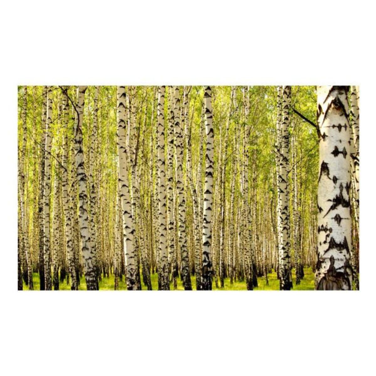 Paris Prix Papier Peint  Forêt de Bouleaux II  450x270cm
