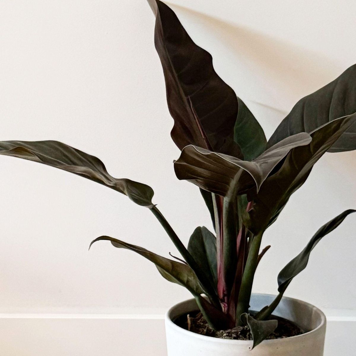 PLANT IN A BOX Plante verte - Philodendron 'Imperial Red' - Hauteur 50cm - ⌀19cm