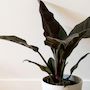 Voir la diapositive 3 : PLANT IN A BOX Plante verte - Philodendron 'Imperial Red' - Hauteur 50cm - ⌀19cm