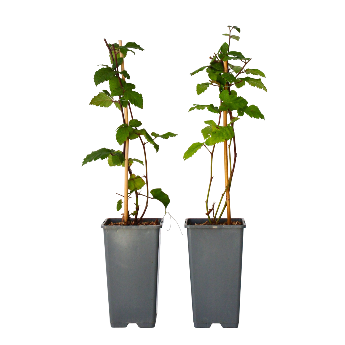 PLANT IN A BOX Mûrier - Set de 2 - Rubus fruticosus 'Thornfree' - Hauteur 50-60cm - ⌀15cm