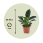 Voir la diapositive 2 : PLANT IN A BOX Plante verte - Set de 2 - Philodendron 'Green Princess' - H20-30cm - ⌀12cm