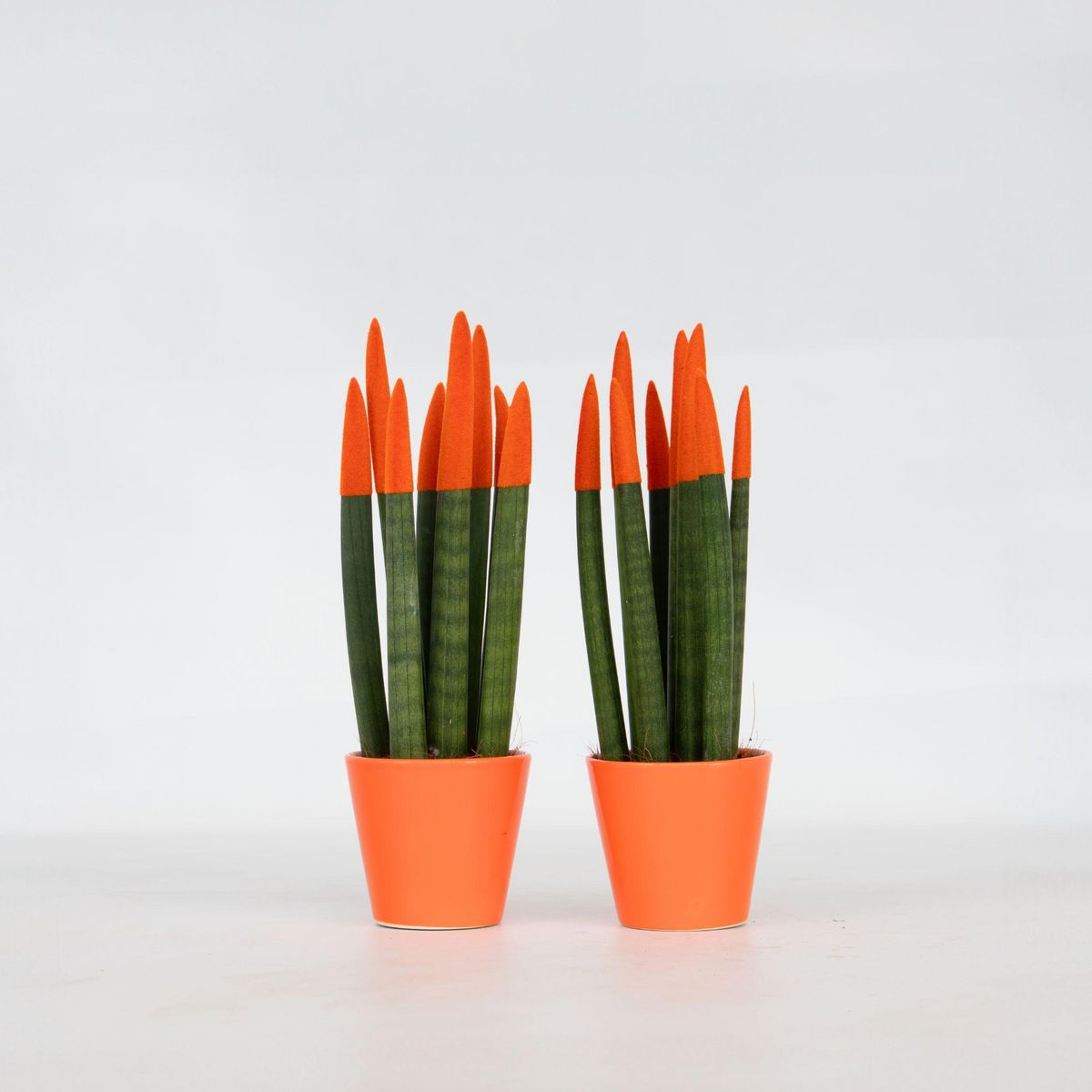 PLANT IN A BOX Langue de belle-mère - Set de 2 - Sansevieria cylindrica - H20-40cm - ⌀9cm