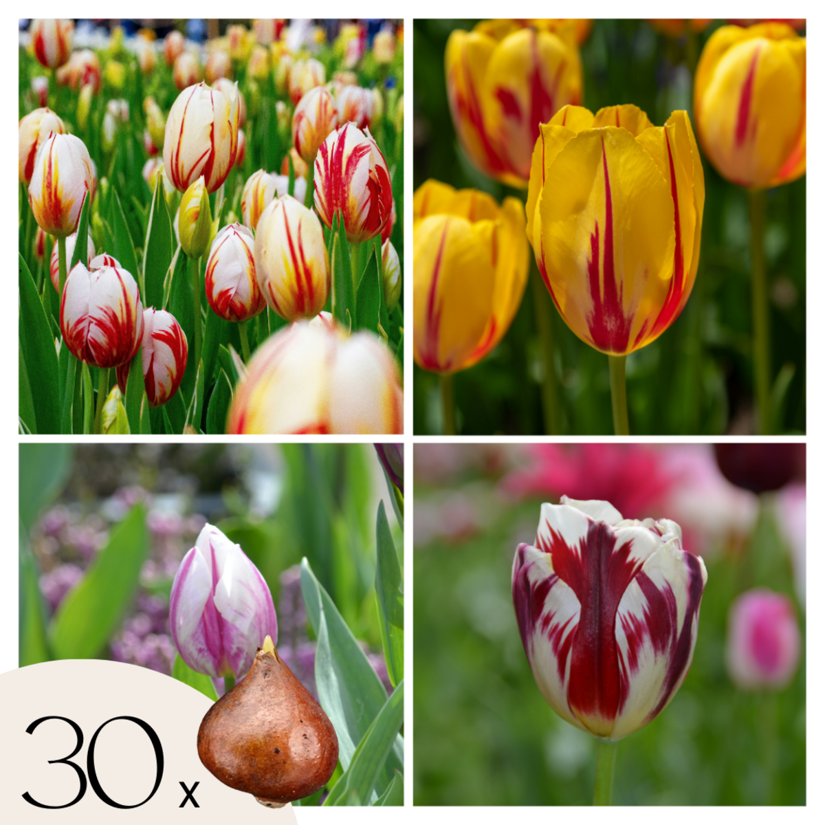 PLANT IN A BOX Tulipe - Set de 30 - Tulipa 'Flaming Beauty Mix' - Bulbes à fleurs