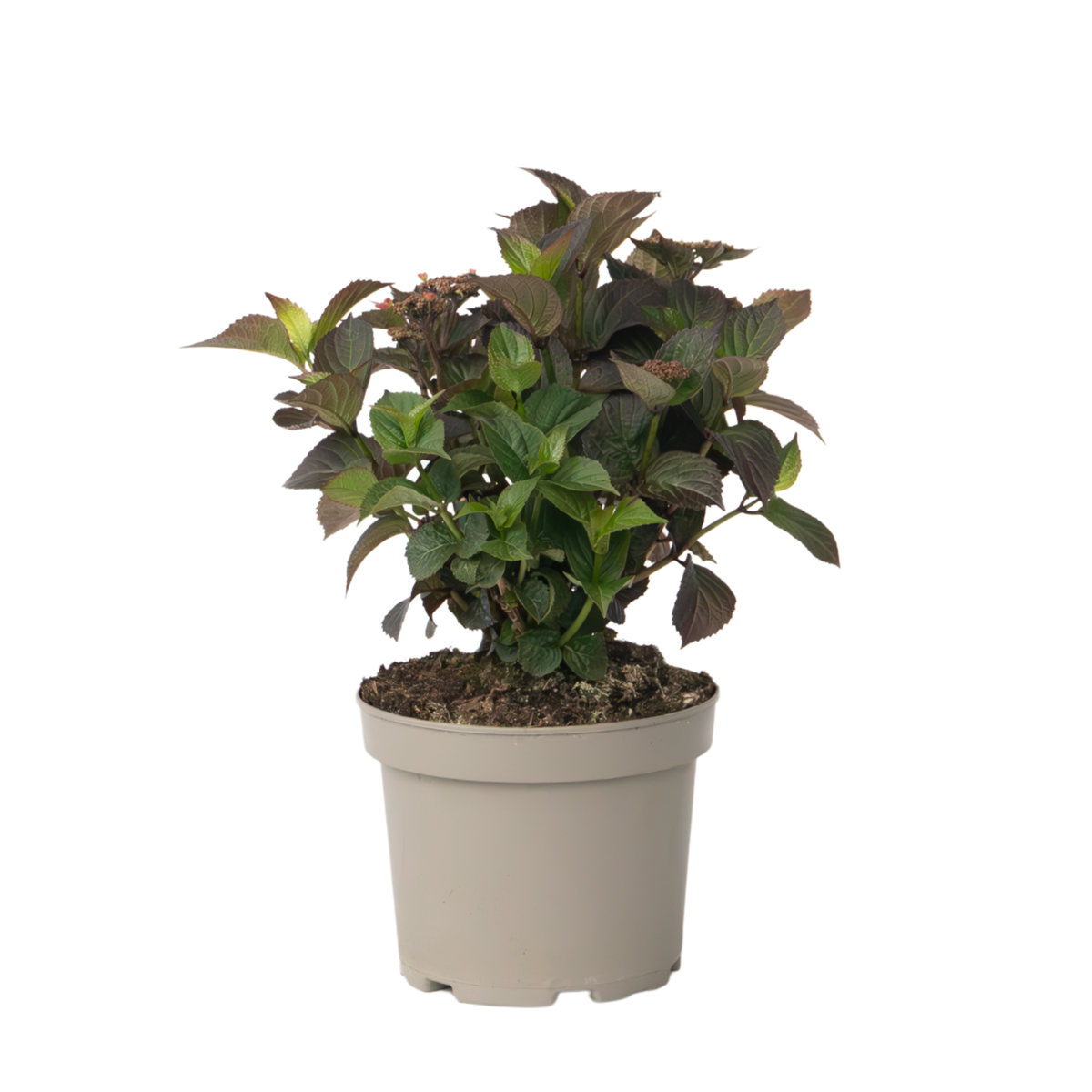 PLANT IN A BOX Hortensia - Hydrangea paniculata 'Dare Devil' - Hauteur 25-40cm - ⌀19cm