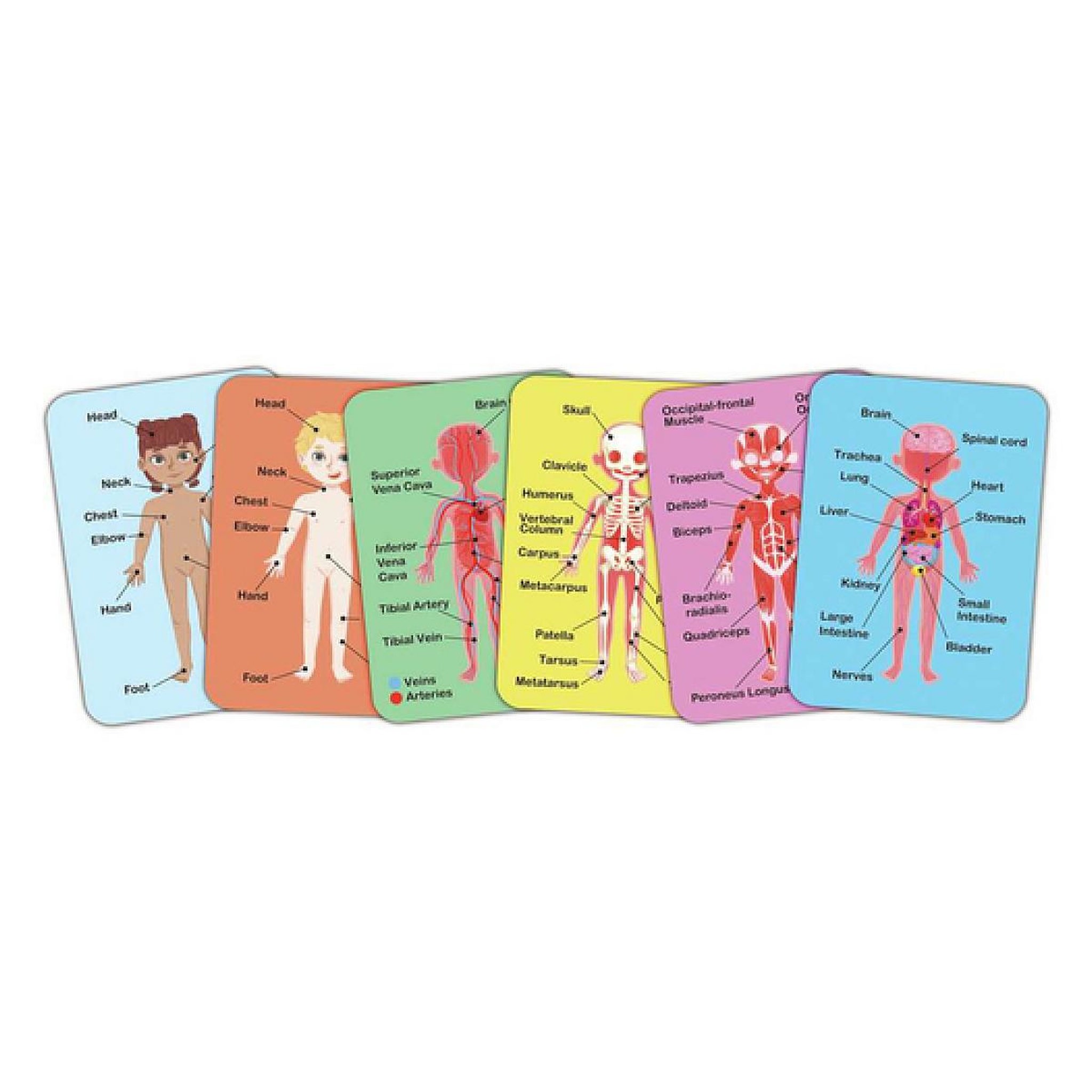 Voir la diapositive 5 : Hape Puzzle aimante - assemble le corps humain
