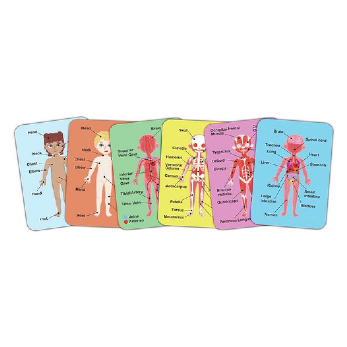 Hape Puzzle aimante - assemble le corps humain