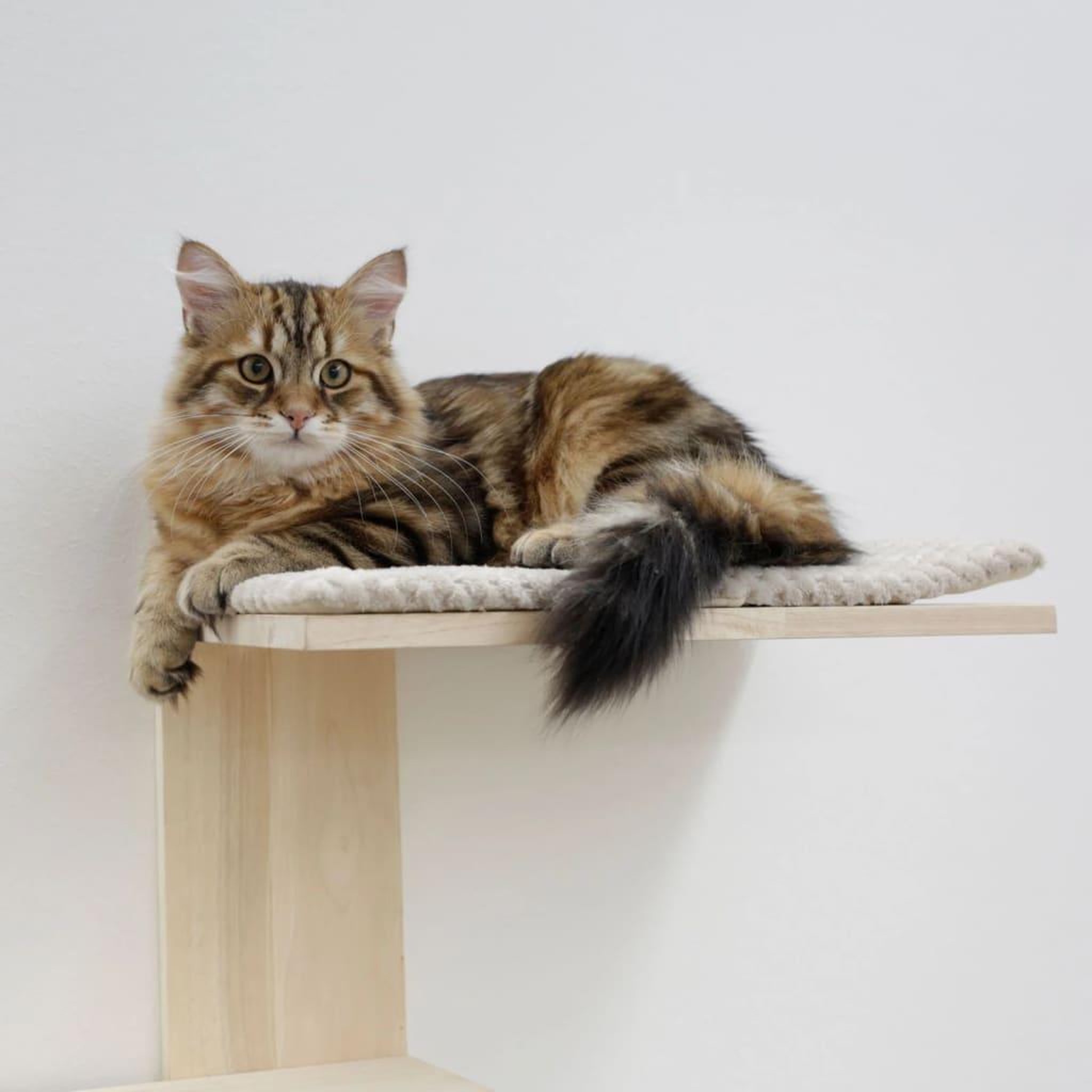 Voir la diapositive 3 : KERBL Kerbl Arbre a chat Timber Wall 150 cm Naturel et taupe