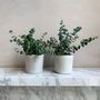 Voir la diapositive 4 : PLANT IN A BOX Gommier - Set de 4 - Eucalyptus 'Pulverulenta' - Hauteur 25-40cm - ⌀12cm