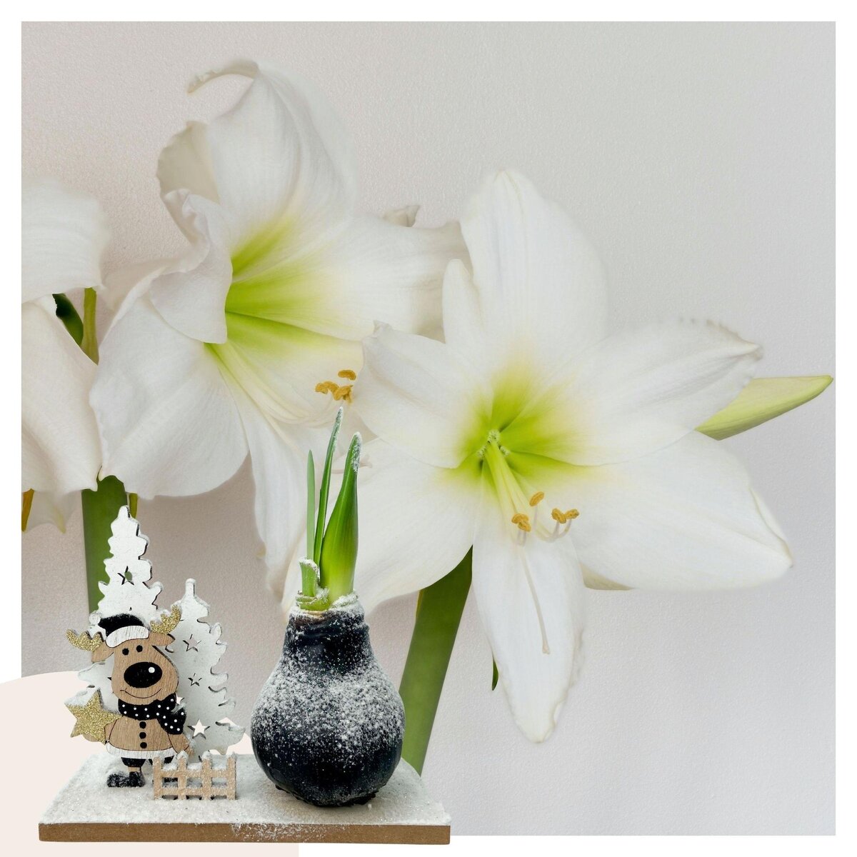 PLANT IN A BOX Amaryllis - Hippeastrum 'Pays des Merveilles Renne'