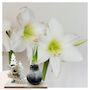 Voir la diapositive 5 : PLANT IN A BOX Amaryllis - Hippeastrum 'Pays des Merveilles Renne'