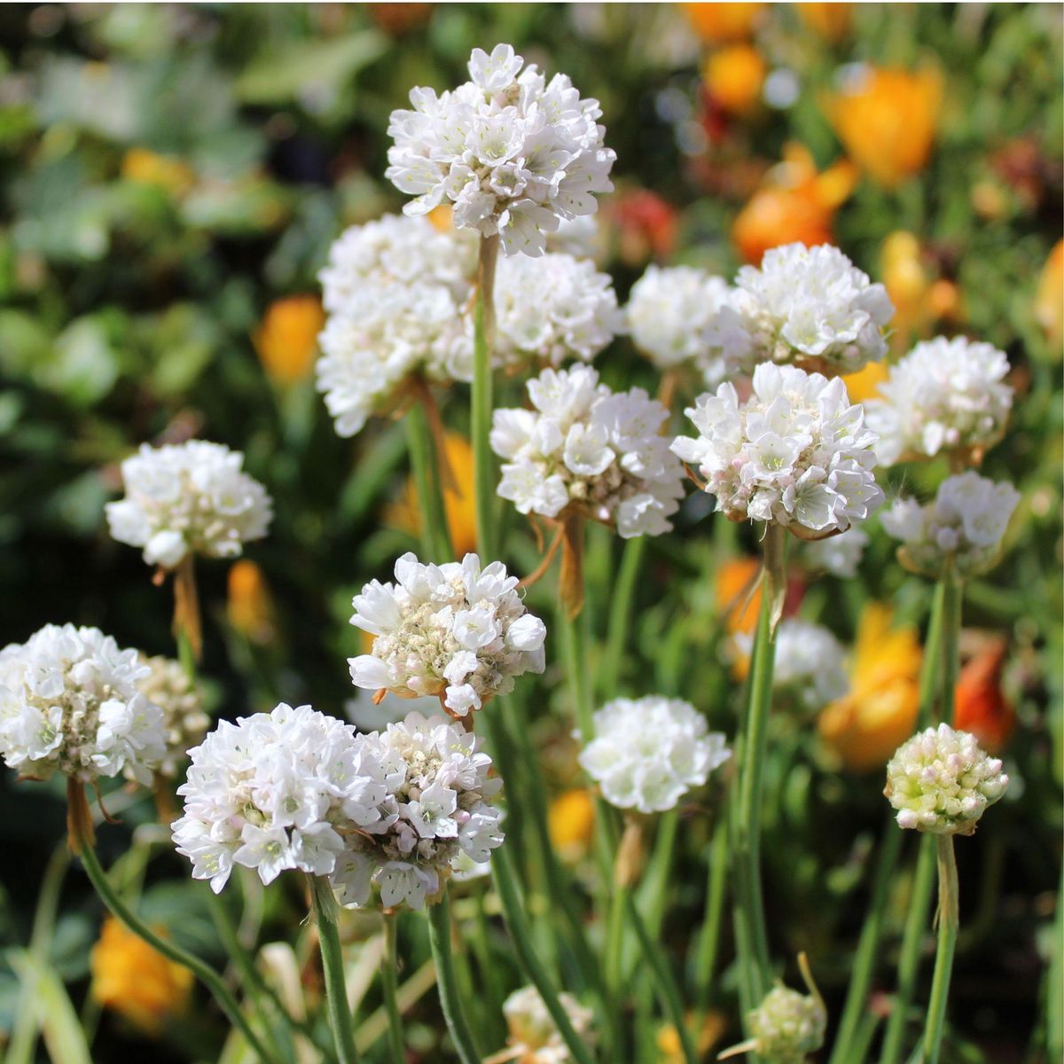 PLANT IN A BOX Oeillet des sables - Set de 3 - Armeria maritima 'Deep White' - H20-30cm - ⌀12cm