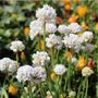 Voir la diapositive 4 : PLANT IN A BOX Oeillet des sables - Set de 3 - Armeria maritima 'Deep White' - H20-30cm - ⌀12cm