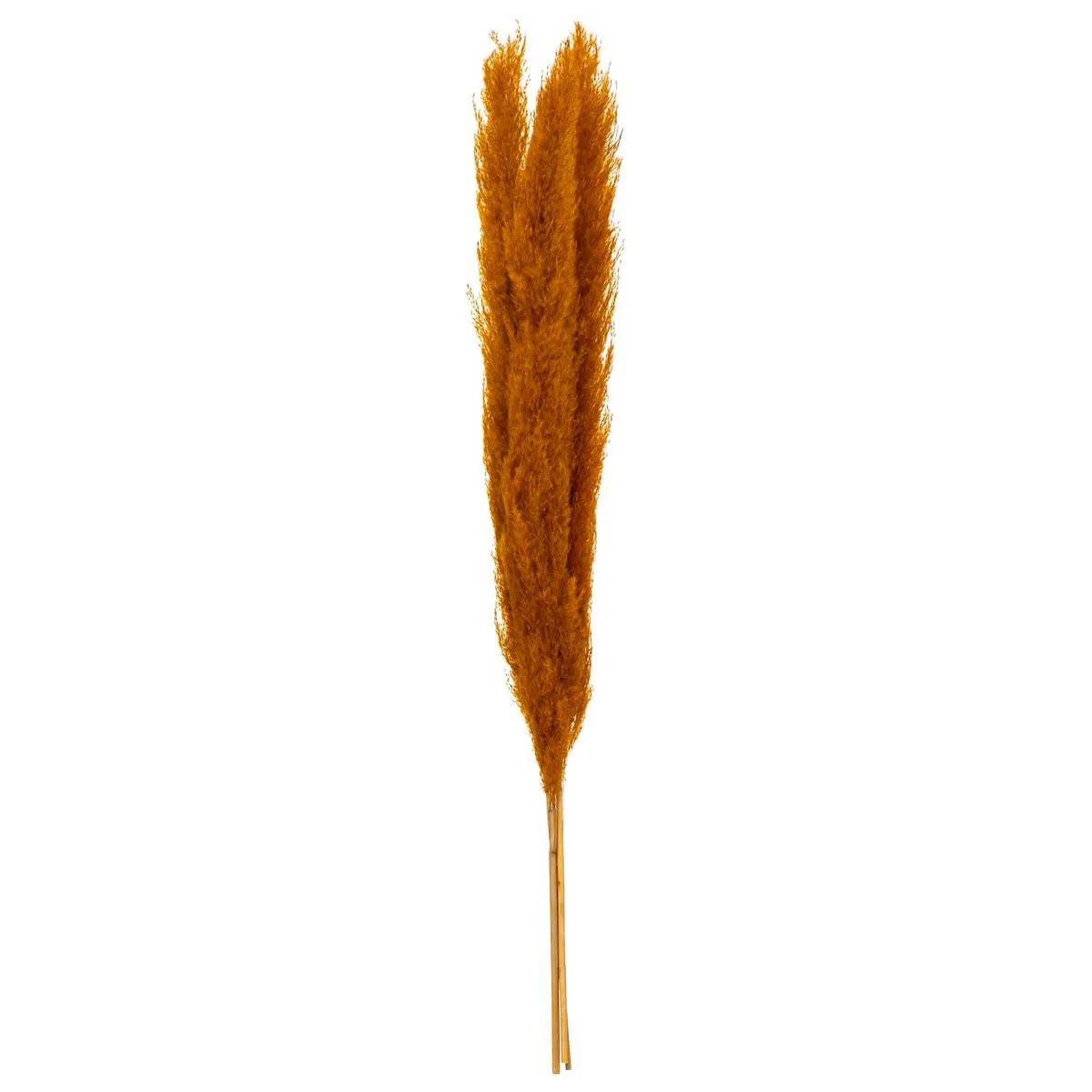 ATMOSPHERA Lot de 3 Fleurs Artificielles  Pampa  109cm Orange