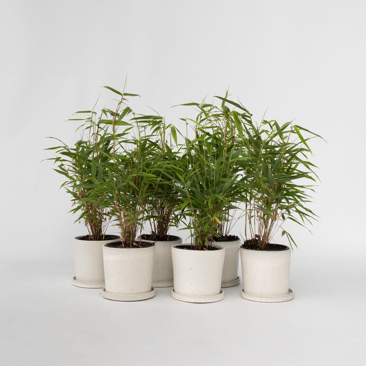 PLANT IN A BOX Bambou non-traçant - Set de 18 - Fargesia rufa - Hauteur 25-40cm - ⌀13cm
