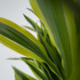 Voir la diapositive 3 : PLANT IN A BOX Dragonnier - Dracaena deremensis 'Lemon Lime' - Hauteur 60-70cm - ⌀17cm
