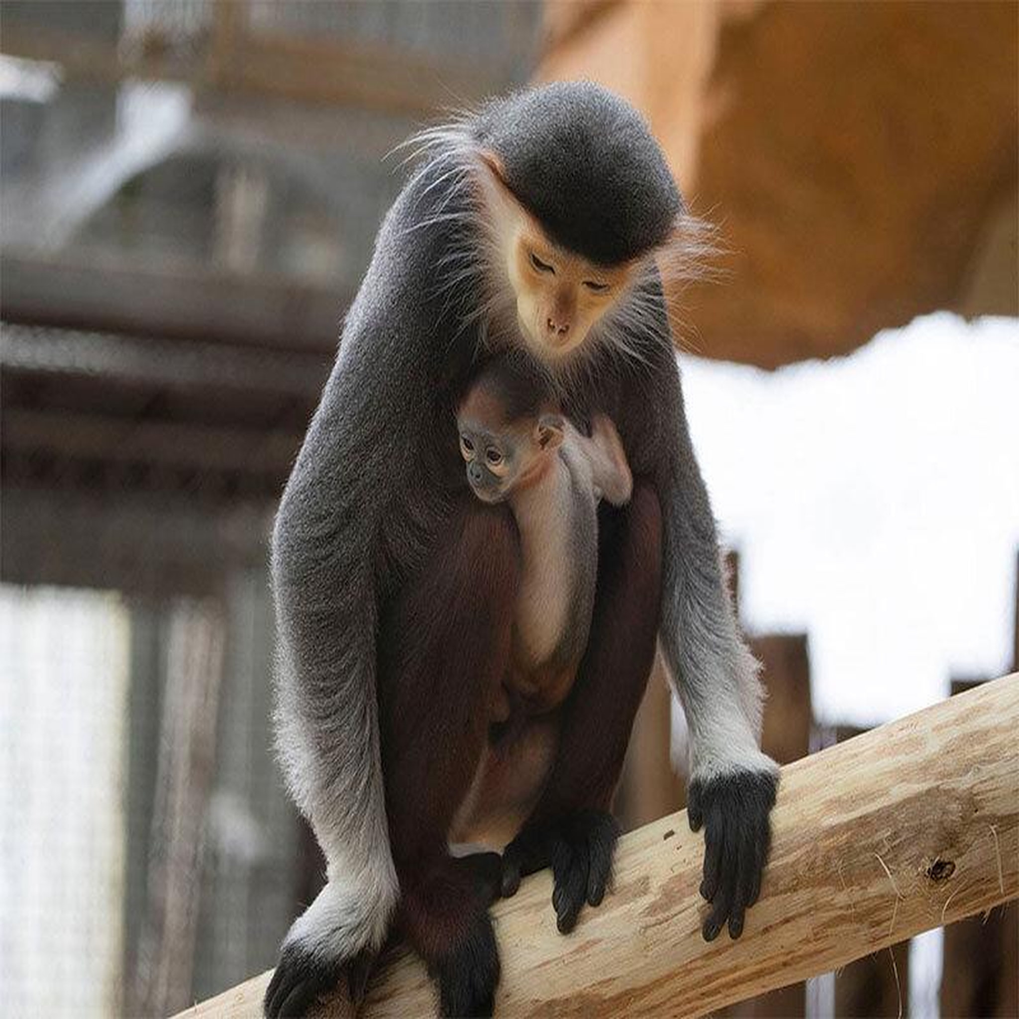 Voir la diapositive 3 : Smartbox Séjour au ZooParc de Beauval 2026: entrées 2 adulte et 1 nuit à proximité - Coffret Cadeau Multi-thèmes