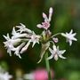 Voir la diapositive 3 : PLANT IN A BOX Tulbaghie - Set de 6 - Tulbaghia violacea - Hauteur 15-25cm - ⌀9cm