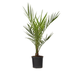 PLANT IN A BOX Palmier Dattier des Canaries - Phoenix canariensis - Hauteur 50-60cm - ⌀15cm