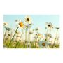 Voir la diapositive 2 : Paris Prix Papier Peint  Marguerites Prairie de Printemps II  270x450cm