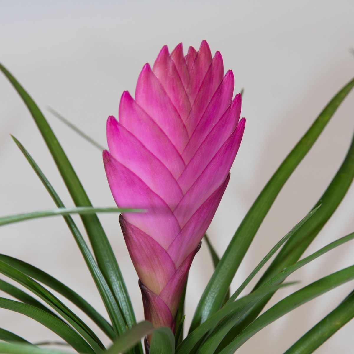 PLANT IN A BOX Tillandsia cyanea ‘Pastel' – Lot de 3 avec pot – Hauteur 20–30cm – ø7cm