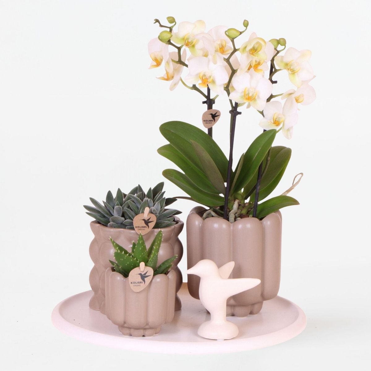 PLANT IN A BOX Coffret cadeau orchidée 'White Tray XL' - Phalaenopsis - Hauteur 35cm