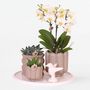 Voir la diapositive 6 : PLANT IN A BOX Coffret cadeau orchidée 'White Tray XL' - Phalaenopsis - Hauteur 35cm