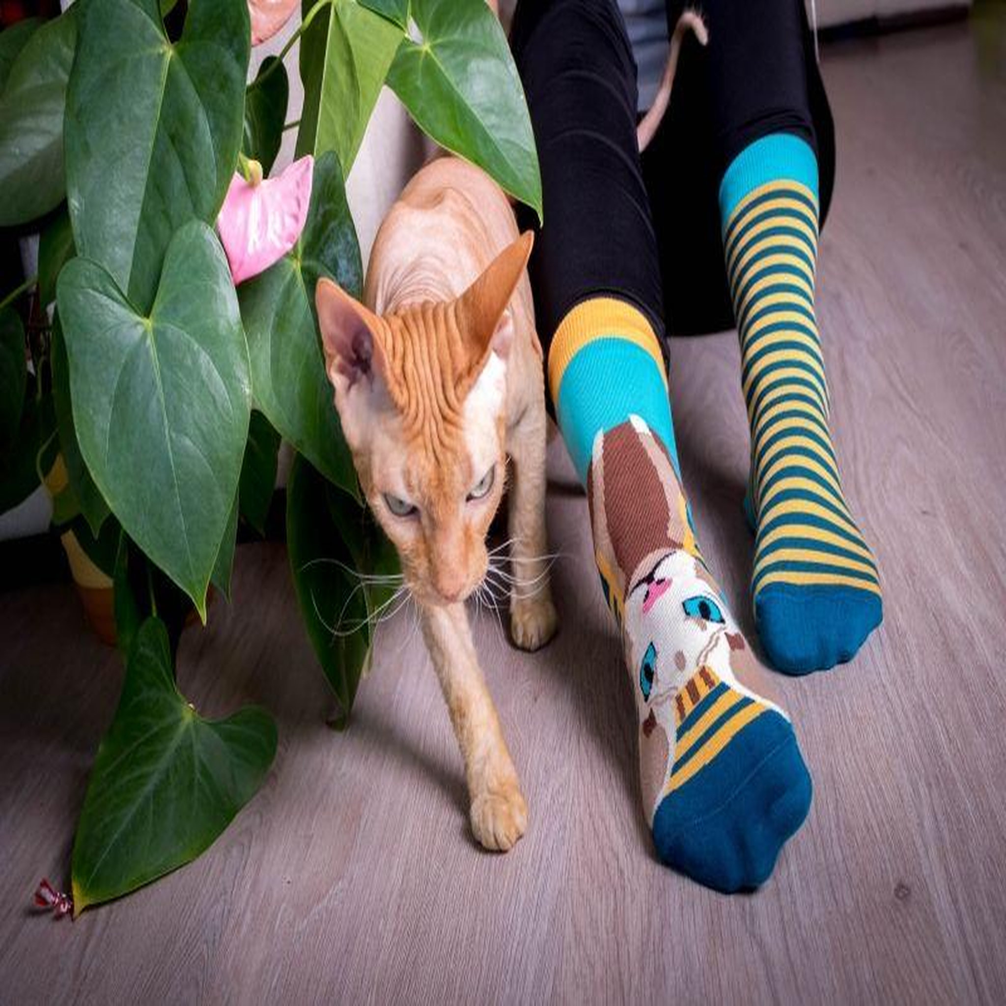 Voir la diapositive 4 : PIRIN HILL Chaussettes arty sphynx le chat