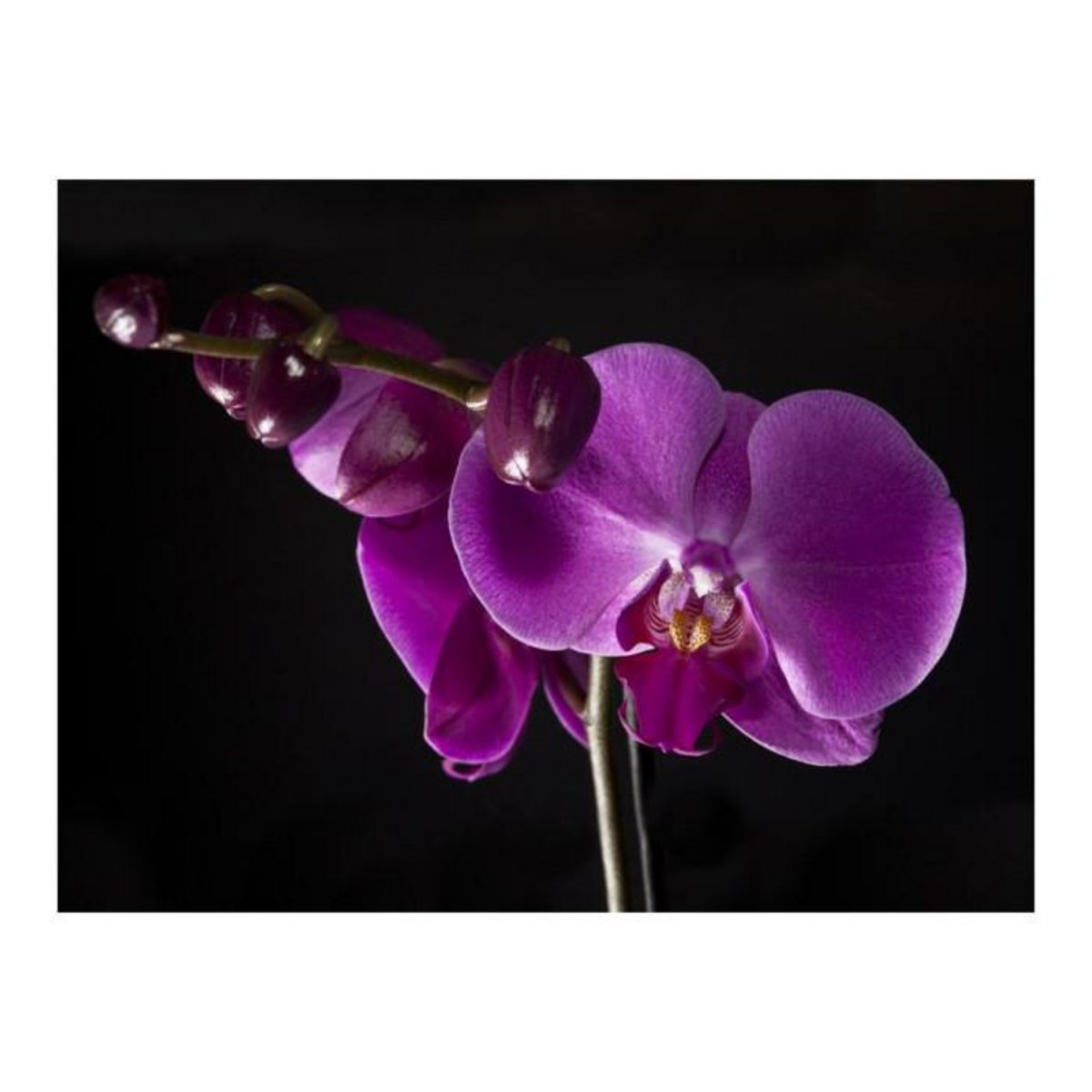 Paris Prix Papier Peint  Elégante Orchidée