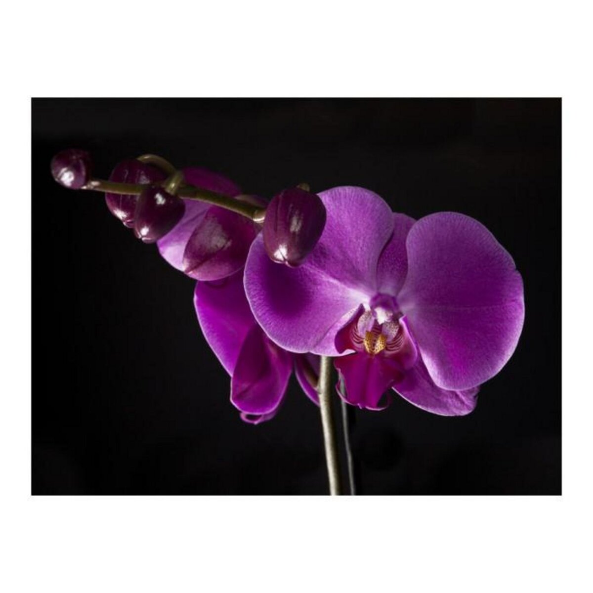 Paris Prix Papier Peint  Elégante Orchidée