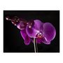 Voir la diapositive 2 : Paris Prix Papier Peint  Elégante Orchidée