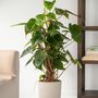 Voir la diapositive 4 : PLANT IN A BOX Plante verte - Philodendron Red Emerald Kratiste - Hauteur 70-80cm - ⌀19cm