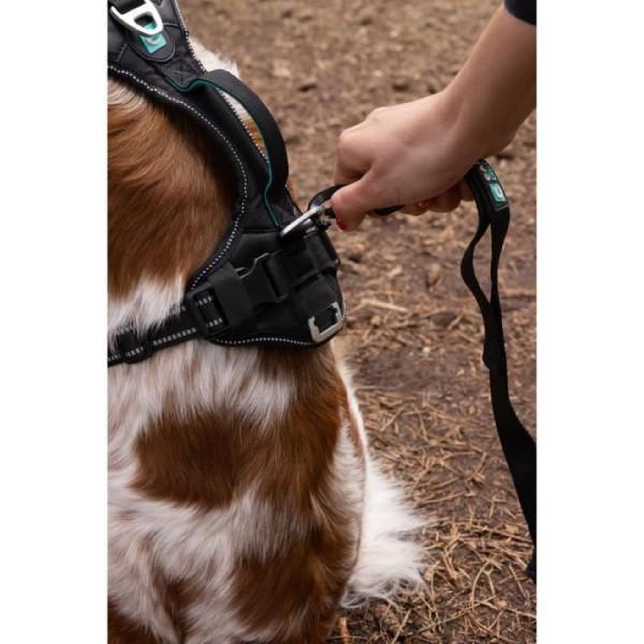 Voir la diapositive 5 : MARKET24 Harnais pour chien - symbioz - xxs - noir / bleu