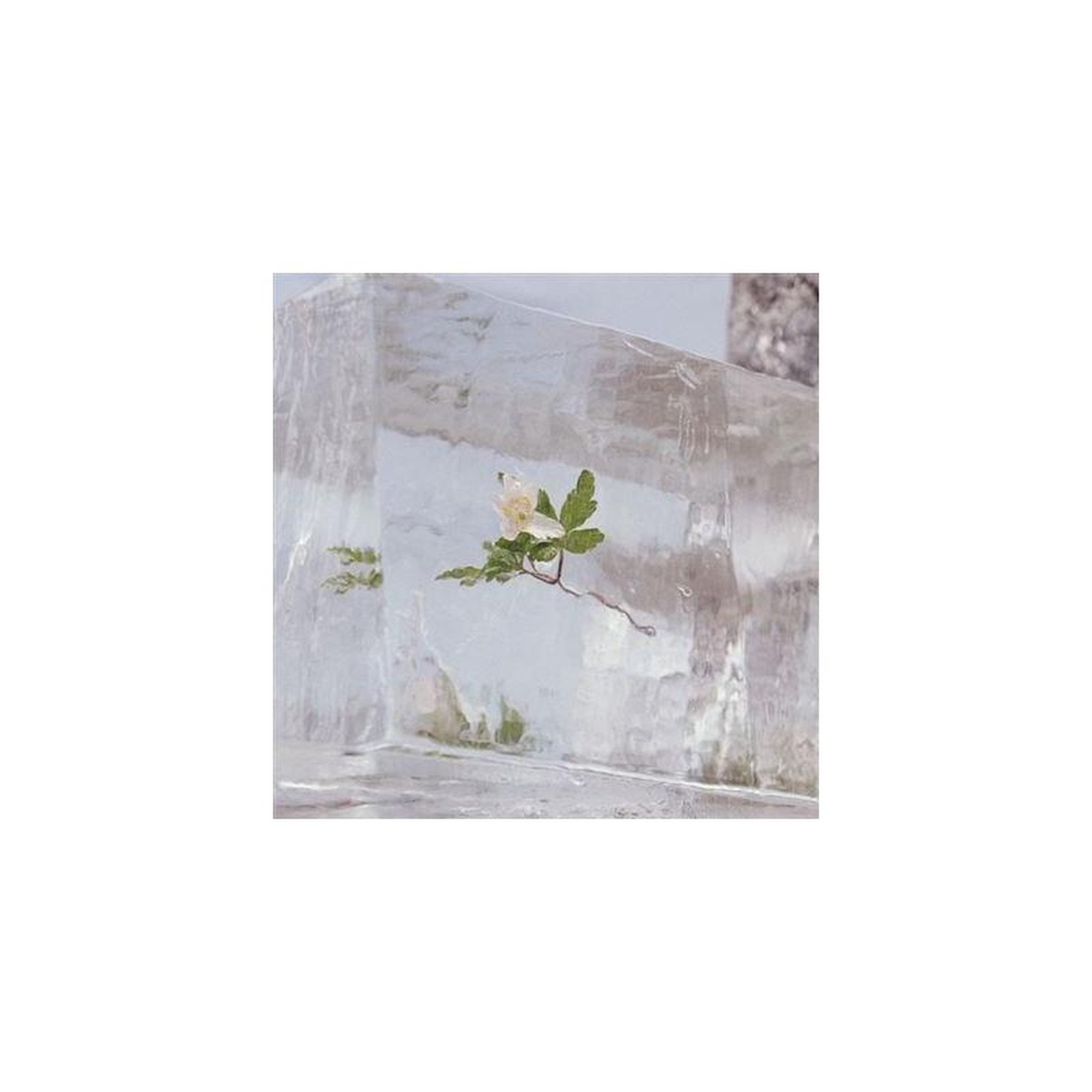 Vinyle lp clair 33 t 30 cm windflowers 2021 d'efterklang (édition limitée) – city slang