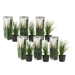 PLANT IN A BOX Herbe de la Pampa - Set de 6 - Cortaderia selloana - Hauteur 25-40cm - ⌀9cm
