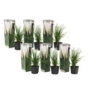 Voir la diapositive 1 : PLANT IN A BOX Herbe de la Pampa - Set de 6 - Cortaderia selloana - Hauteur 25-40cm - ⌀9cm