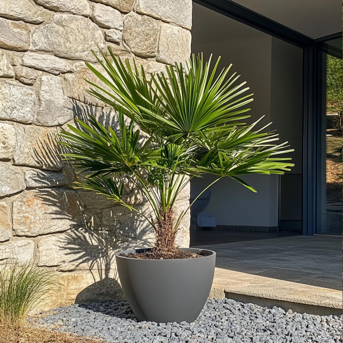 PLANT IN A BOX Palmier nain - Chamaerops humilis - Hauteur 70-80cm - ⌀21cm