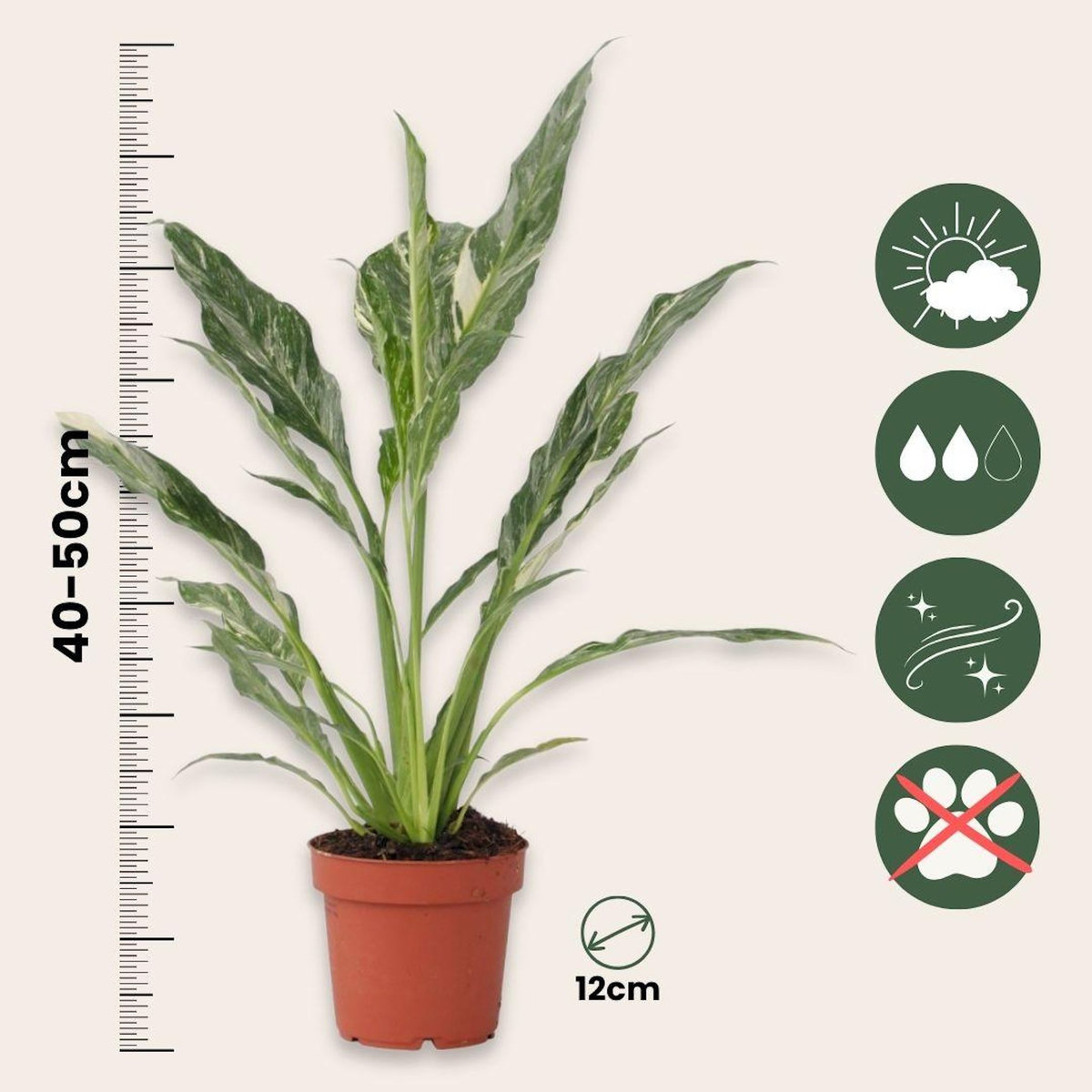 PLANT IN A BOX Fleur de lune - Set de 2 - Spathiphyllum 'Diamond' - Hauteur 40-50cm - ⌀12cm