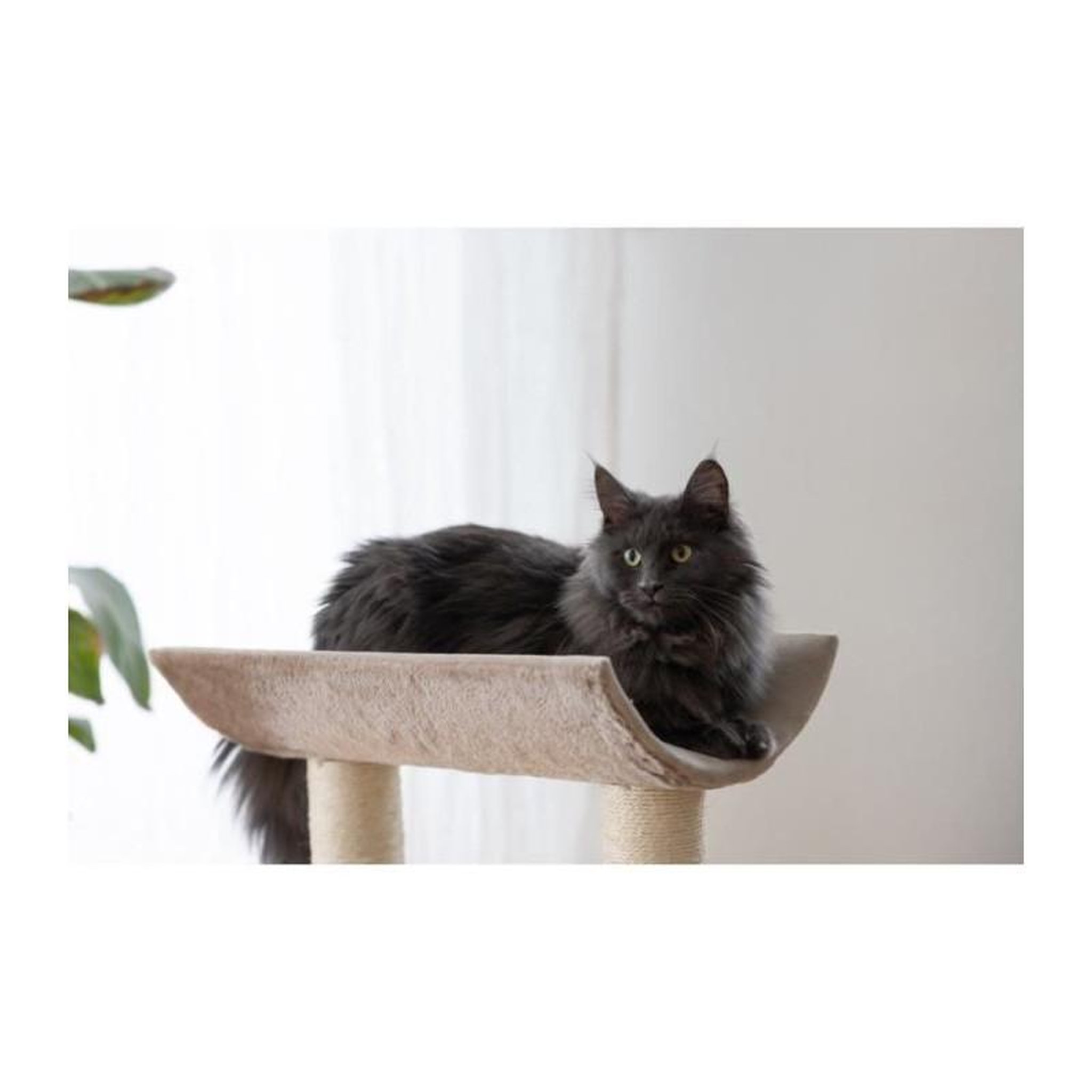 Voir la diapositive 5 : KERBL Arbre a chat - 49x35x56 cm - Ambiance - KERBL - Taupe - Sisal