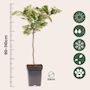 Voir la diapositive 2 : PLANT IN A BOX Cerisier - Prunus avium - Cerise douce - Hauteur 90-110cm - ⌀23cm